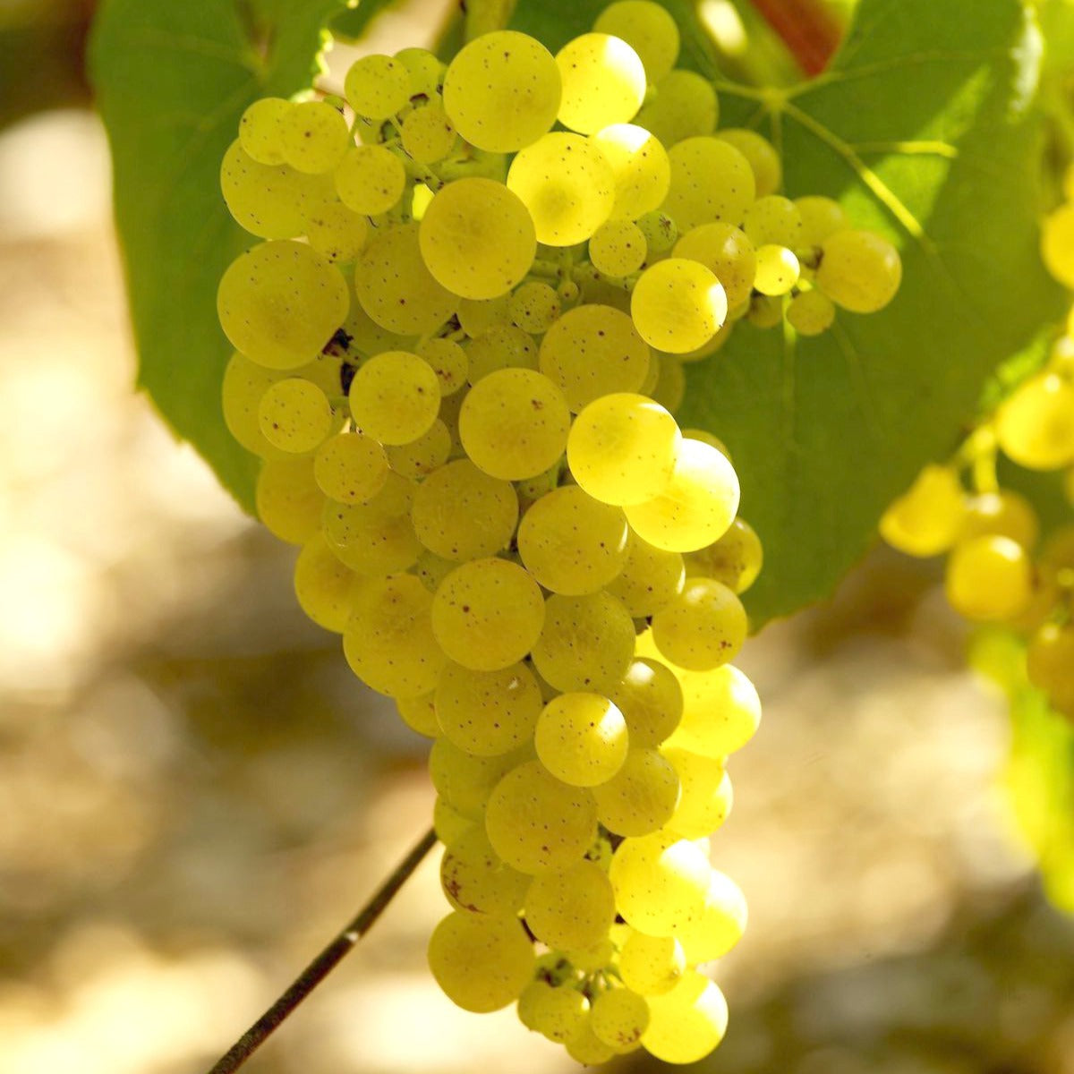 Vigne Chardonnay - Vitis vinifera chardonnay - Plantes
