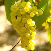 Vigne Chardonnay - Willemse
