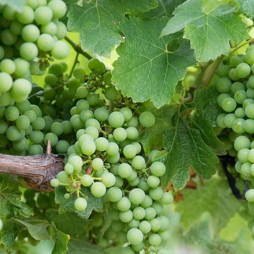 Vigne Chardonnay - Vitis vinifera chardonnay - Fruitiers Arbres et arbustes