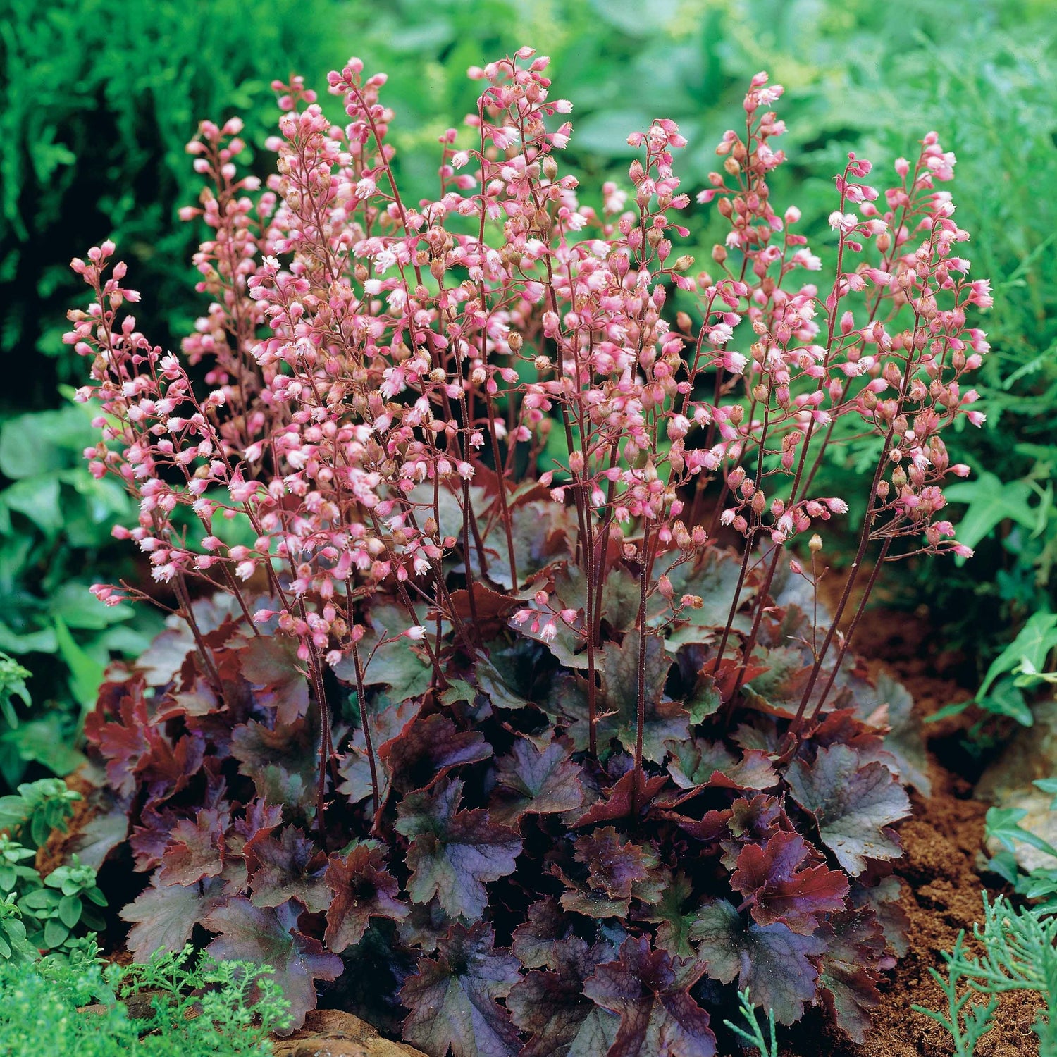 Heuchère Cassis - Heuchera
