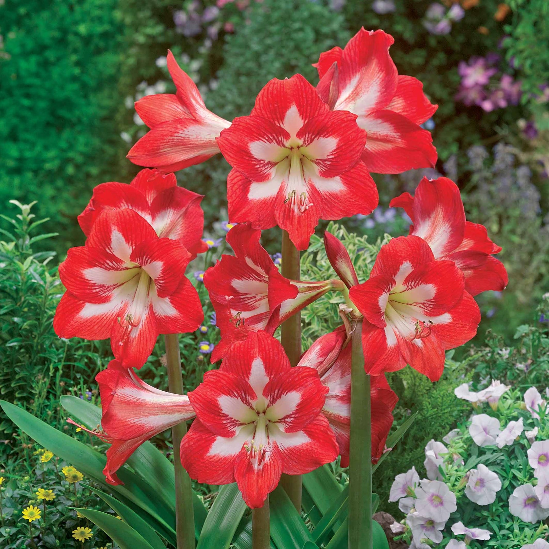 3 Amaryllis de jardin Sonatini Eye Catcher - Willemse