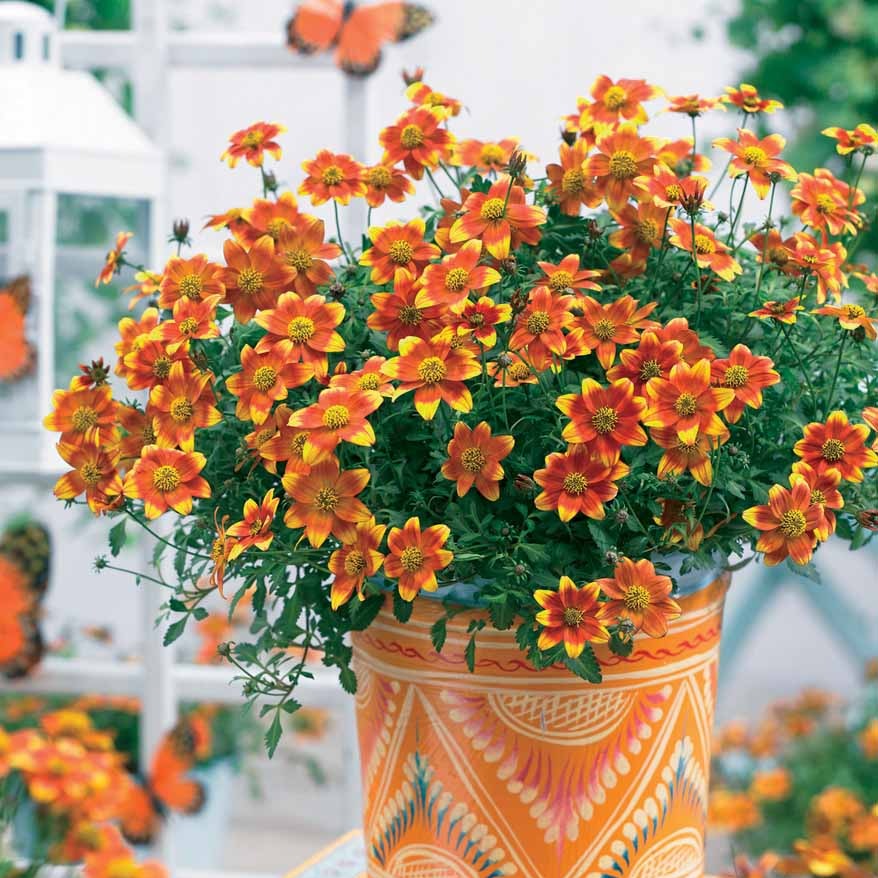 Bidounnes Rouges Biden rouge orange - Bidens ferulifolia beedance painted yellow
