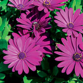 3 Marguerites du Cap pourpres - Willemse