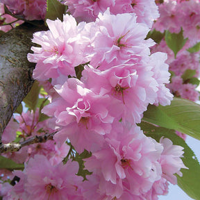 Cerisier à fleurs Kanzan - Prunus serrulata kanzan - Arbres