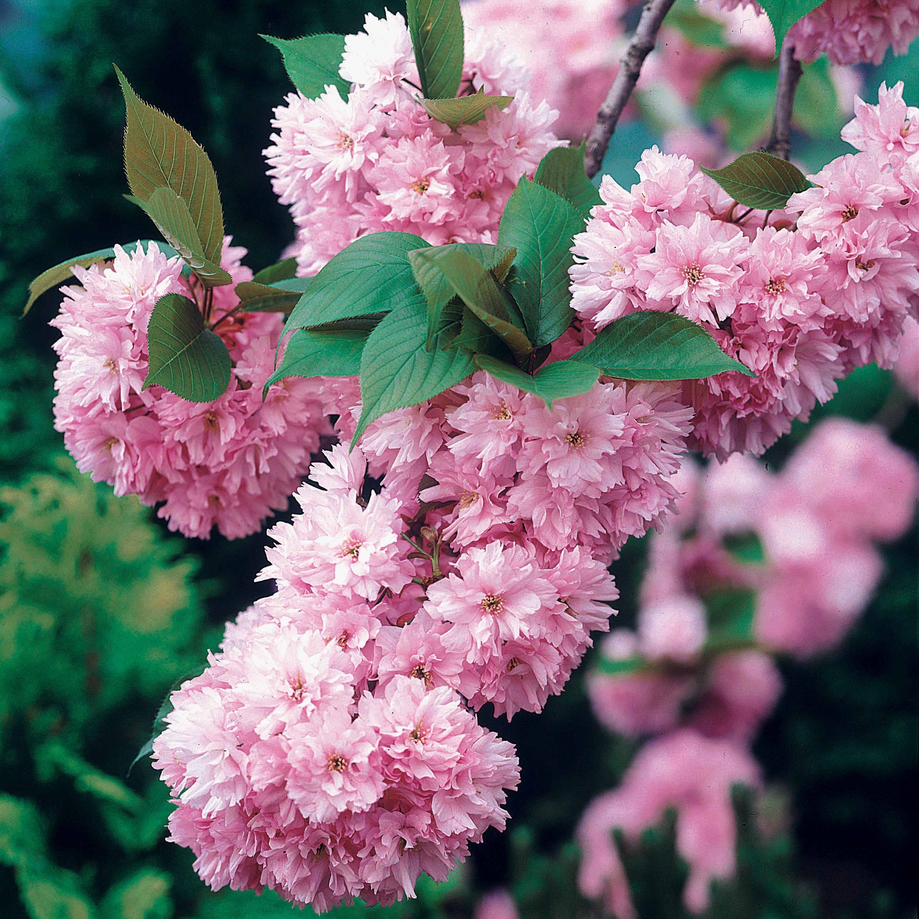 Cerisier à fleurs Kanzan - Prunus serrulata kanzan - Cerisier du japon