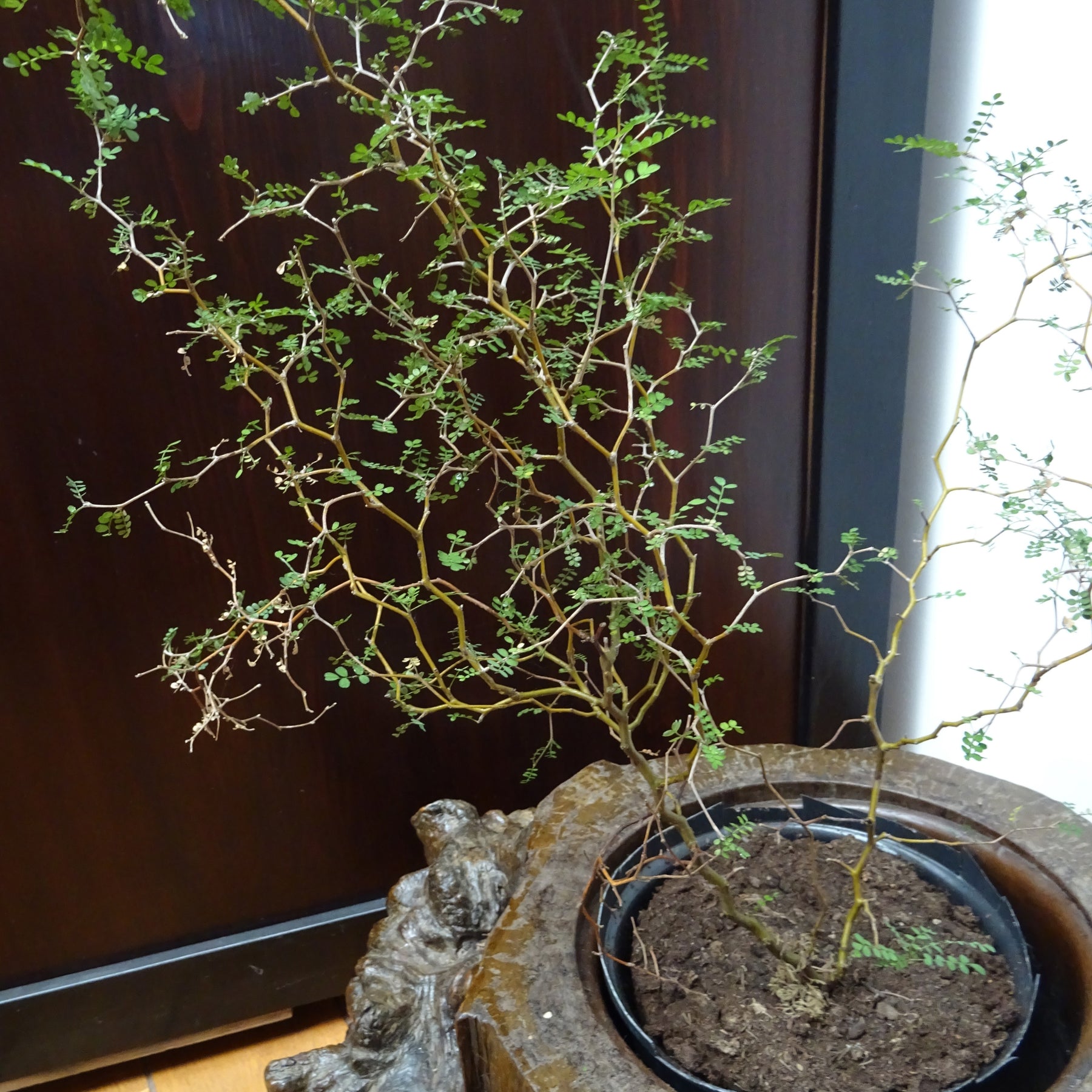 Sophora prostrata Little Baby - Sophora prostrata little baby - Arbustes