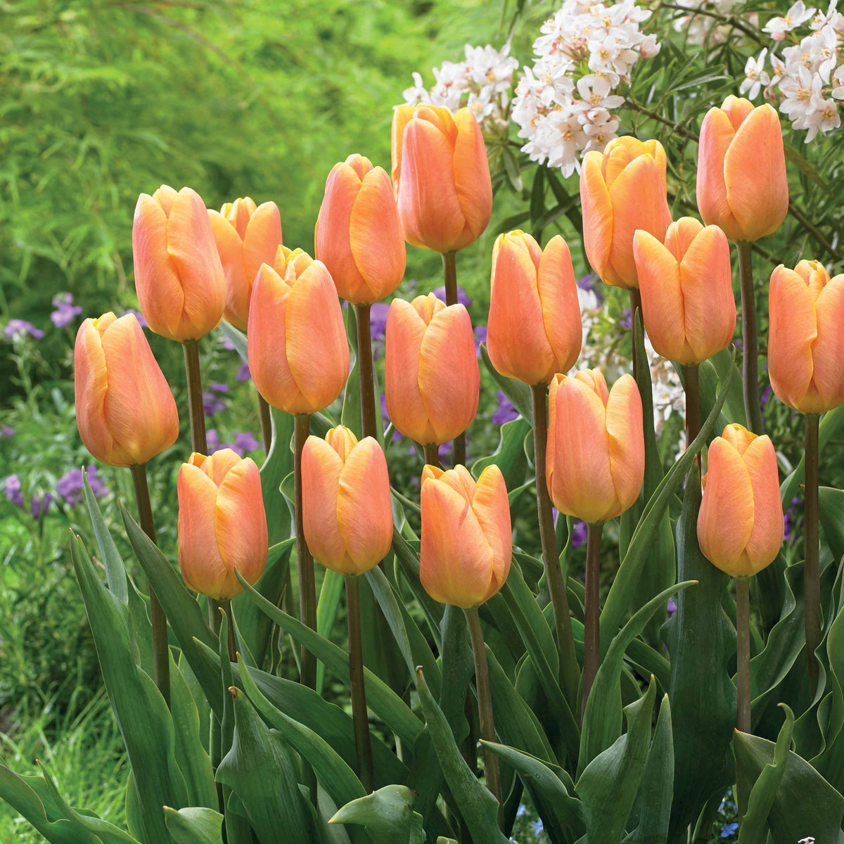 10 Tulipes triomphe Belleville - Tulipa triomphe belleville - Plantes