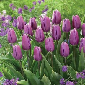 Tulipe triomphe Blue Beauty - Tulipa triomphe blue beauty - Plantes