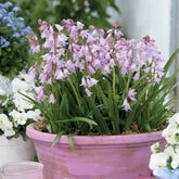 10 Jacinthes des bois - Scilla - Willemse