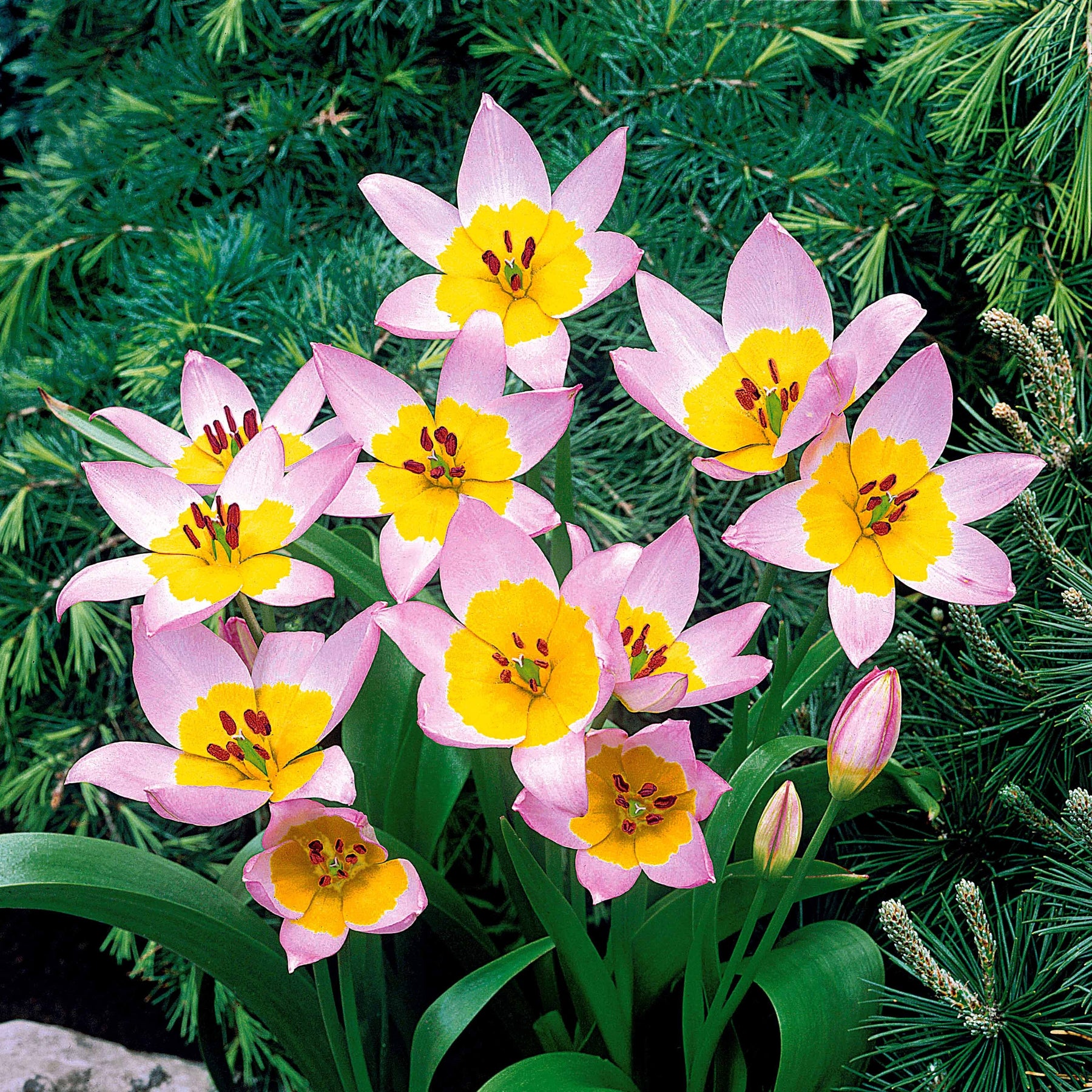 10 Tulipes botaniques Lilac Wonder - Tulipa lilac wonder - Plantes