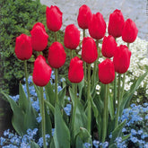 5 Tulipes longues tiges rouges - Willemse