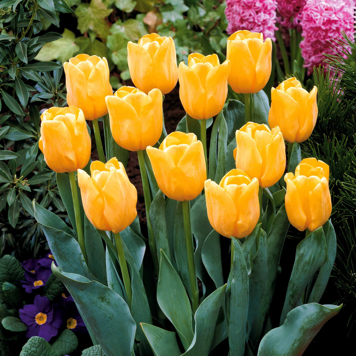 5 Tulipes longues tiges jaunes - Tulipa - Plantes
