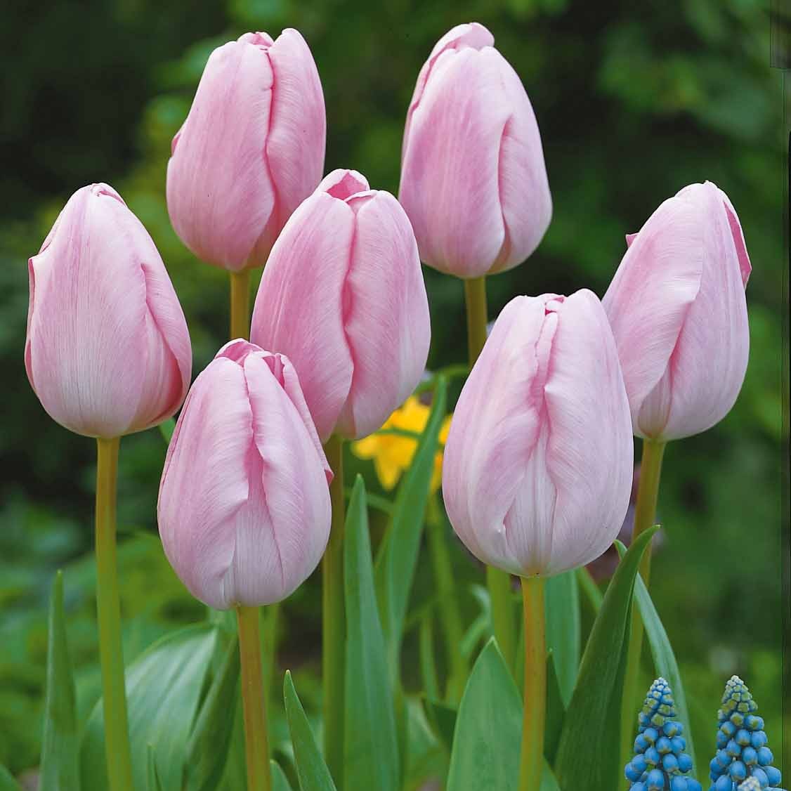 5 Tulipes longues tiges roses - Tulipa - Plantes