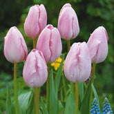 5 Tulipes longues tiges roses - Willemse