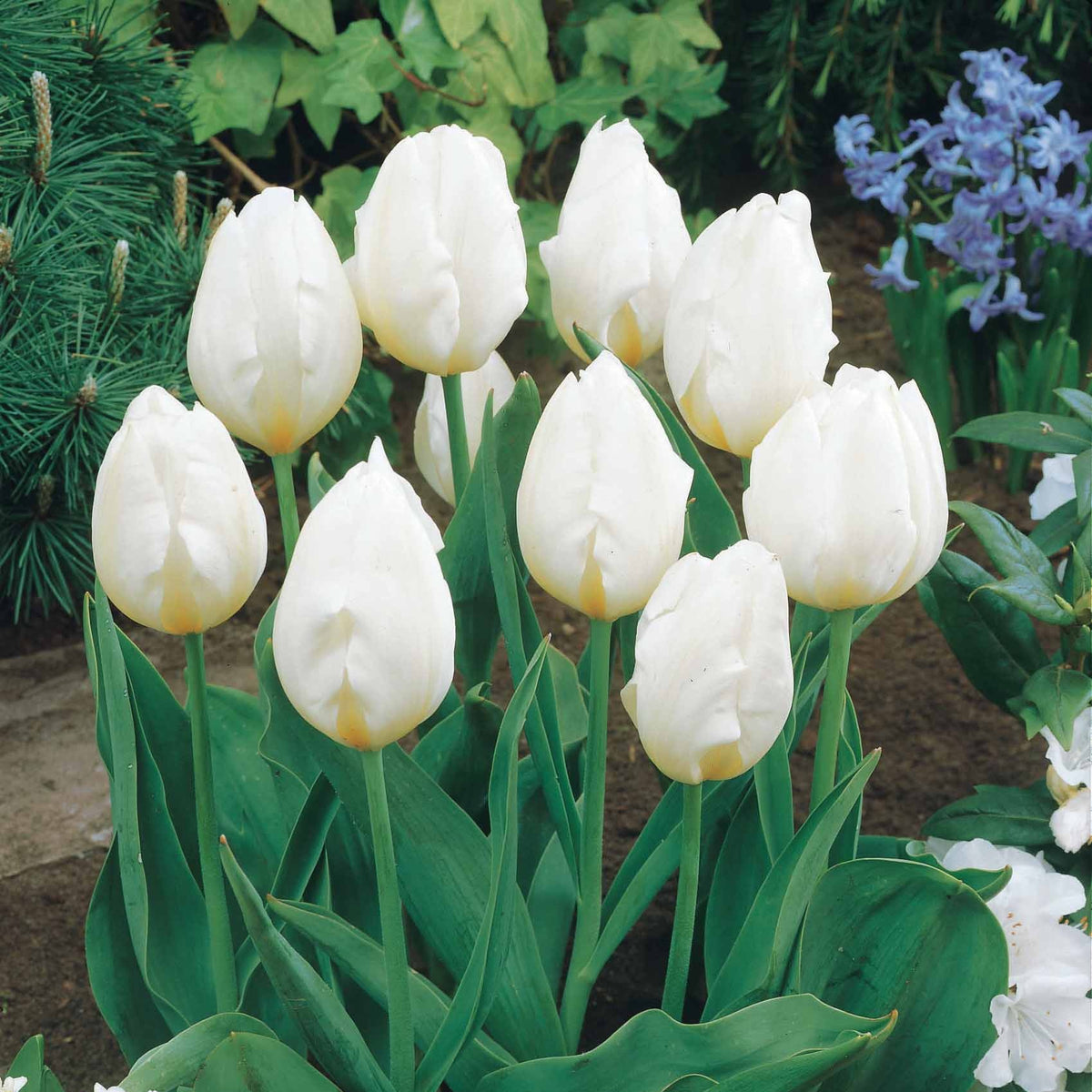 5 Tulipes longues tiges blanches - Tulipa - Plantes