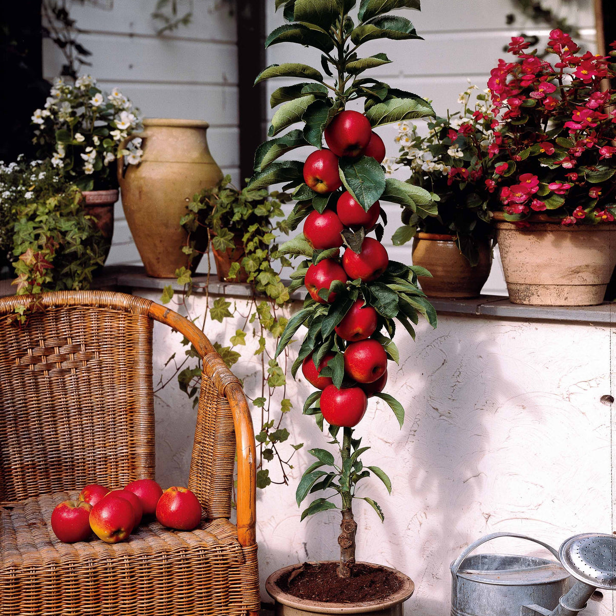 Mini pommier Red Spur Delicious - Malus domestica red spur delicious - Plantes