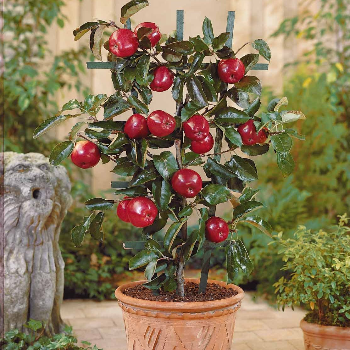 Mini pommier Red Spur Delicious - Malus domestica red spur delicious - Fruitiers Arbres et arbustes