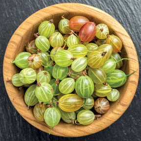 Groseillier à maquereau Invicta - Ribes uva-crispa invicta - Willemse