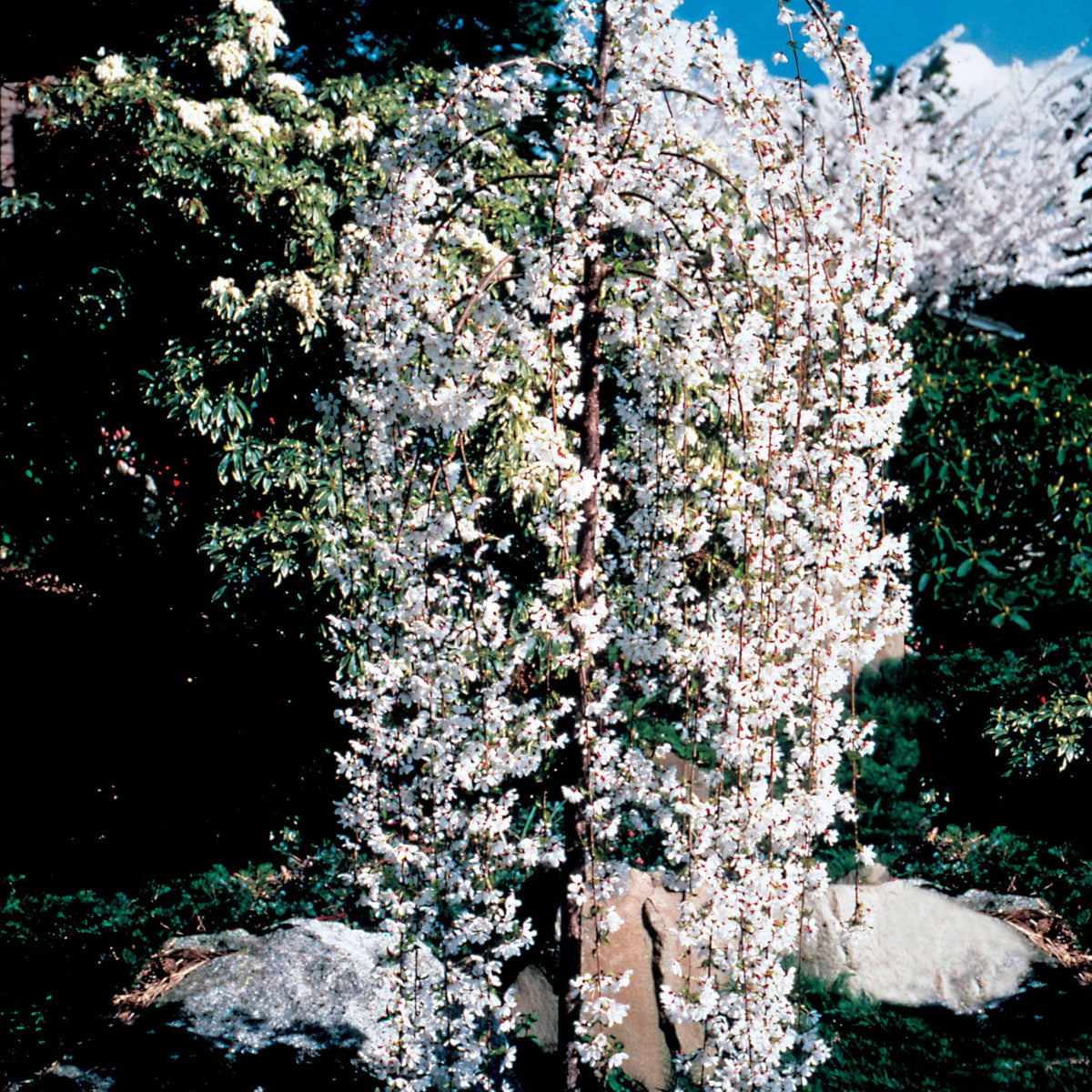 Cerisier à fleurs Snow Fountains - Prunus snow fountains - Plantes