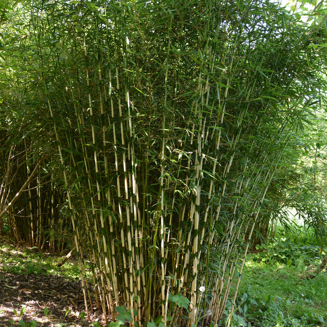 Bambous Geants Non Tracants