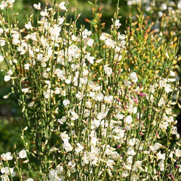 Genêt blanc - Cytisus praecox albus - Plantes