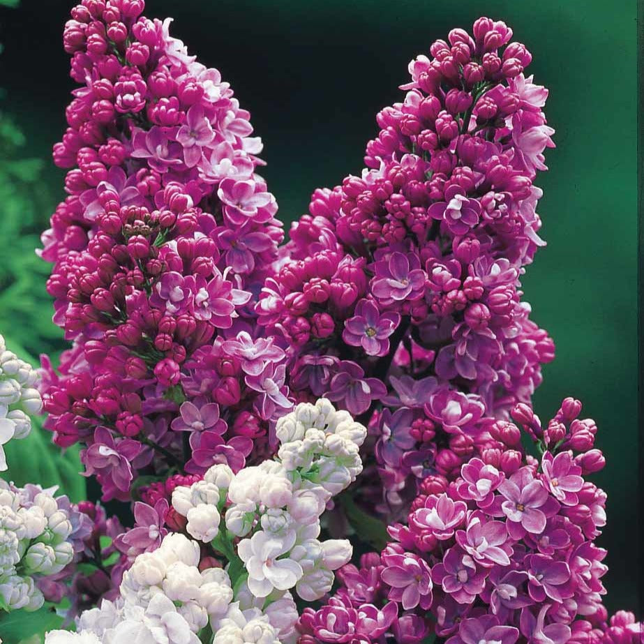 Lilas double rouge - Syringa vulgaris Charles Joly - Plantes