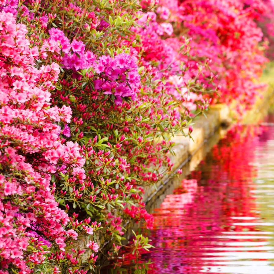 Azalée du Japon rose - Azalea japonica pink - Arbustes