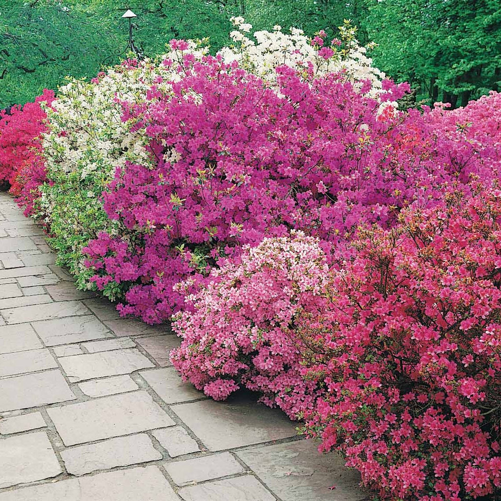 GardenersDream Gardenia Jasminoides 'Crown Jewel' - Jasmin Etoile Odorant - Arbustes Persistants en Pot - Arbustes à Fleurs - Jardin GardenersDream Gardenia Jasminoides 'Crown Jewel' - Jasmin Etoile Odorant - Arbustes Persistants en Pot - Arbustes à Fleurs - Jardin
