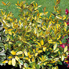 Eleagnus pungens maculata - Eleagnus Pungens maculata - Eleagnus