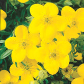 Potentille Goldfinger - Potentilla fruticosa goldfinger - Plantes