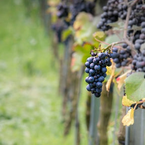 Vigne Pinot - Vitis vinifera pinot - Fruitiers Arbres et arbustes