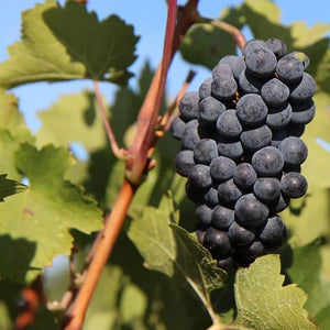 Vitis vinifera chardonnay - Vigne - Willemse France