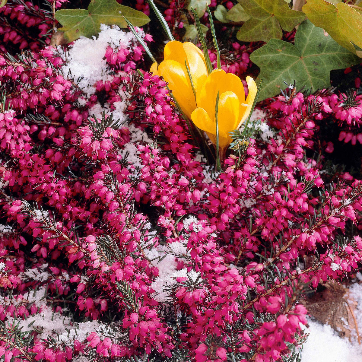 Bruyère d'hiver Lucie - Erica darleyensis winter belles ® 'lucie' - Plantes