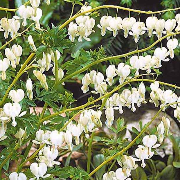 Coeur de Marie blanc - Dicentra spectabilis alba - Plantes vivaces