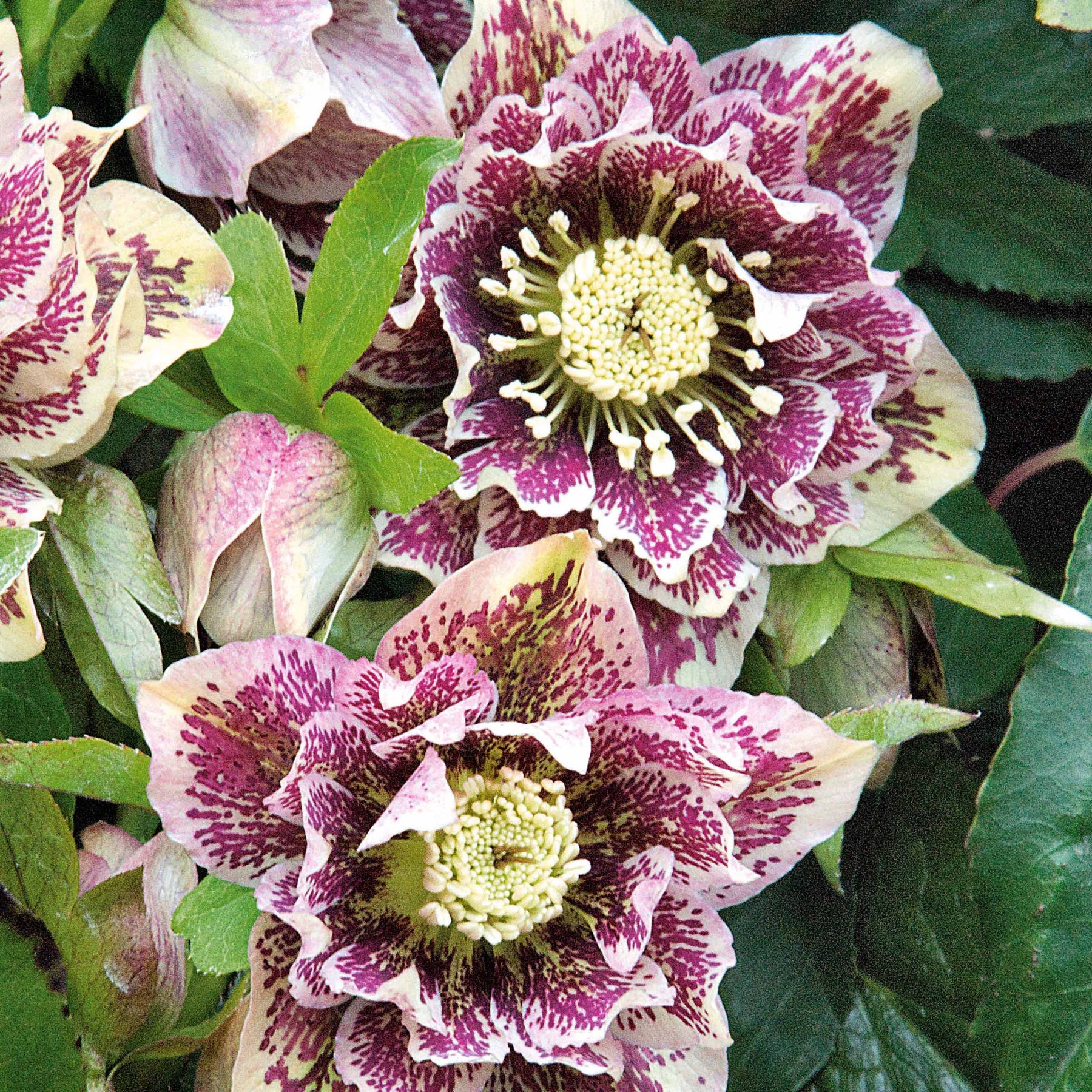 2 Hellébores doubles blanches spotted - Helleborus double white spotted - Plantes