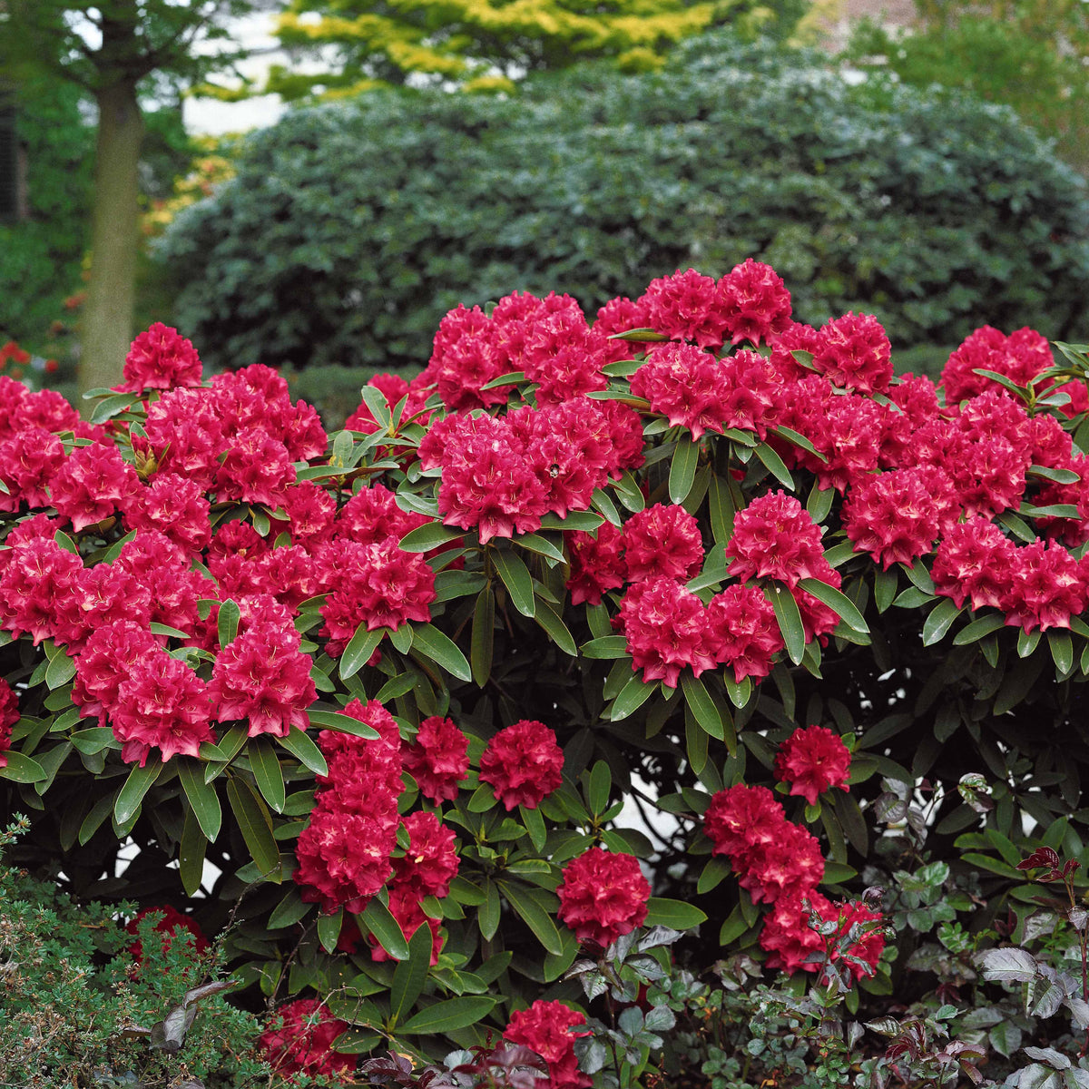 Rhododendron Scarlet Wonder - Rhododendron scarlet wonder - Plantes