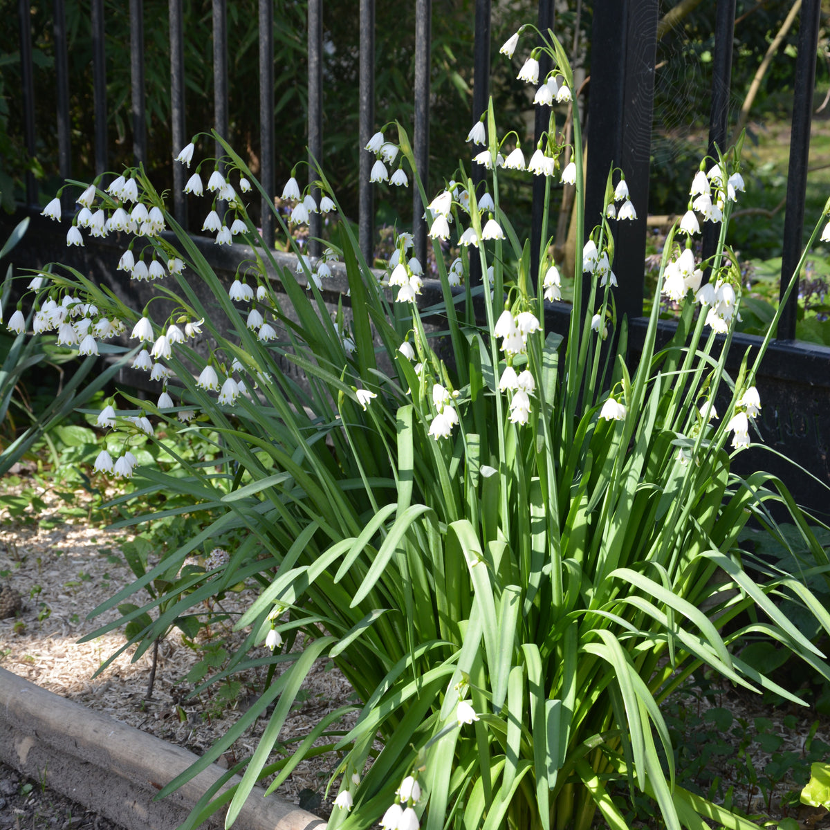 8 Nivéoles d'été - Willemse