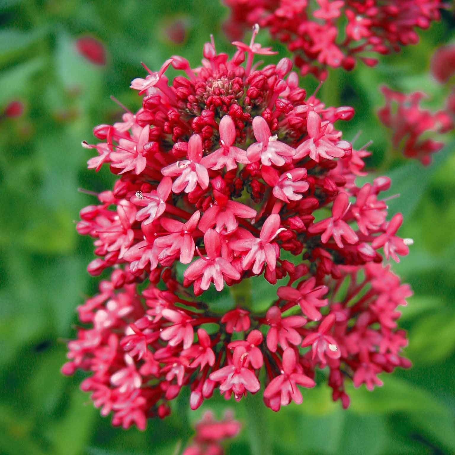 Centranthus ruber coccineus - Valériane rouge - Valériane