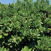 Pittosporum tobira - Willemse
