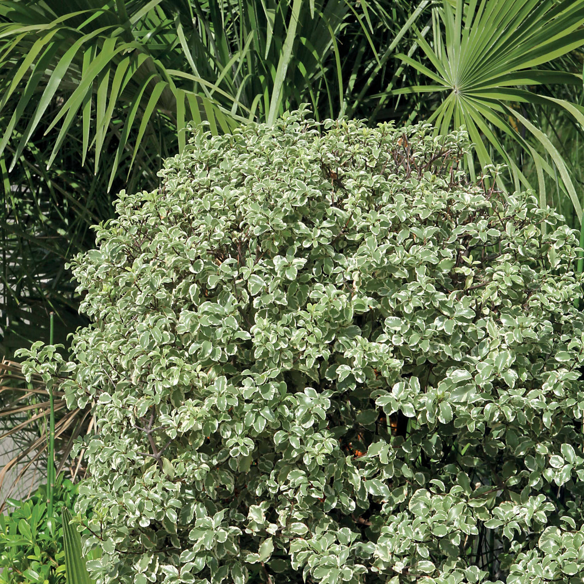 Pittosporum tenuifolium variegatum - Pittosporum tenuifolium variegatum - Plantes