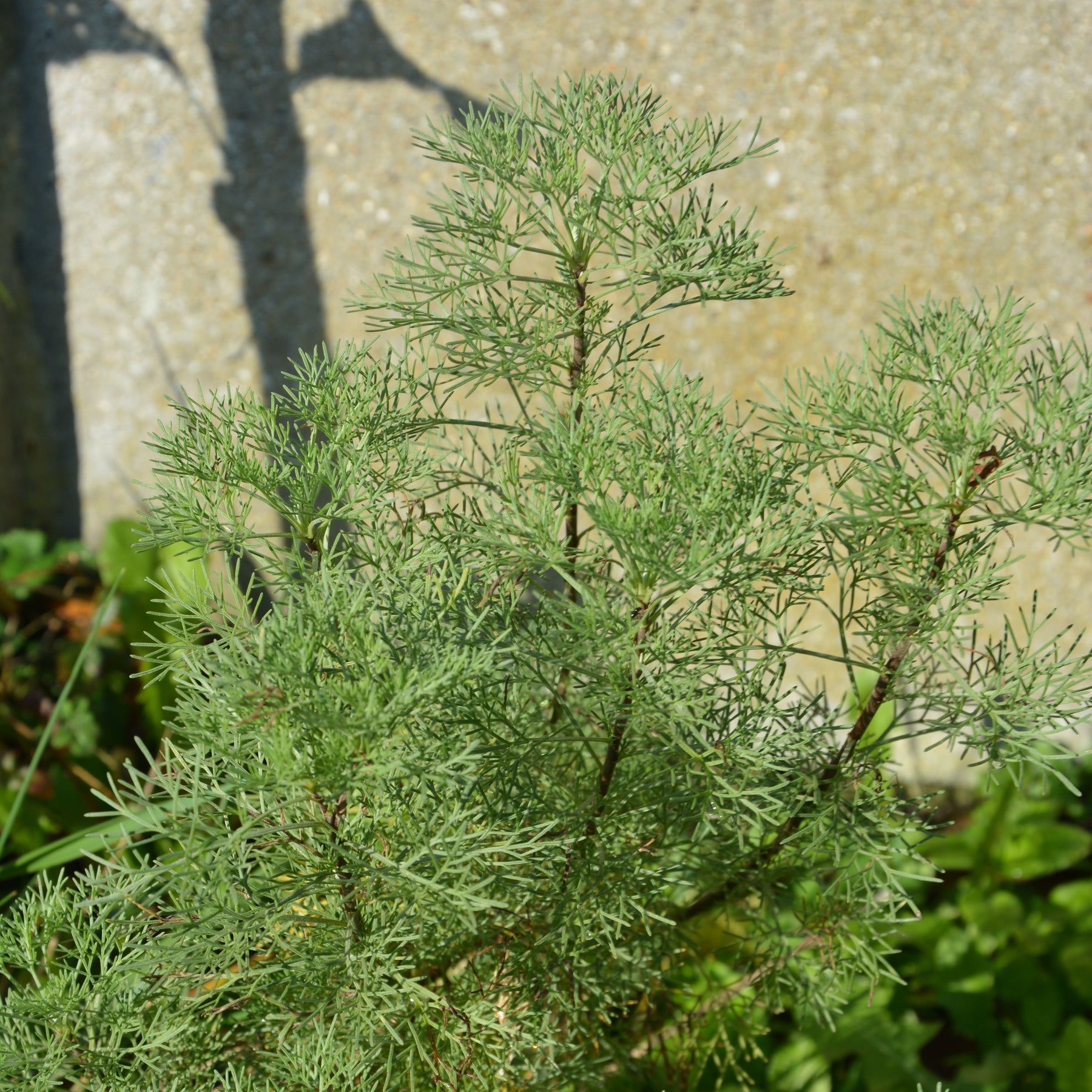 Plante cola - Willemse