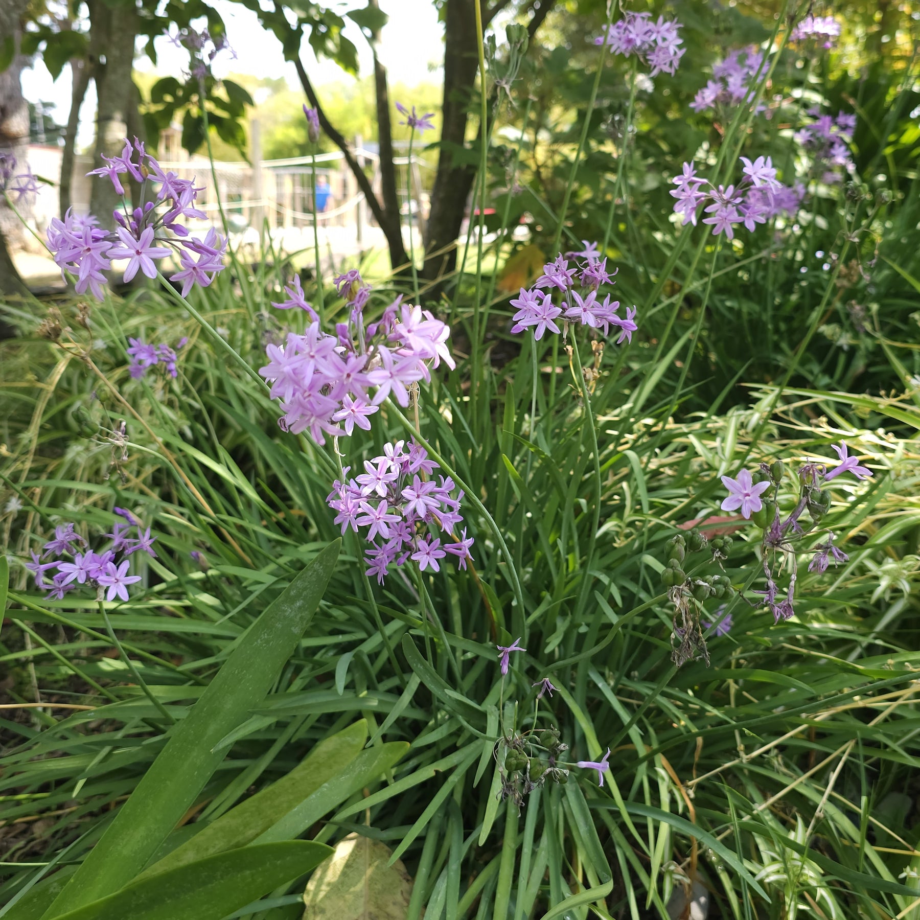 Tulbaghia violacea - 3 Tulbaghia violacea - Fleurs vivaces
