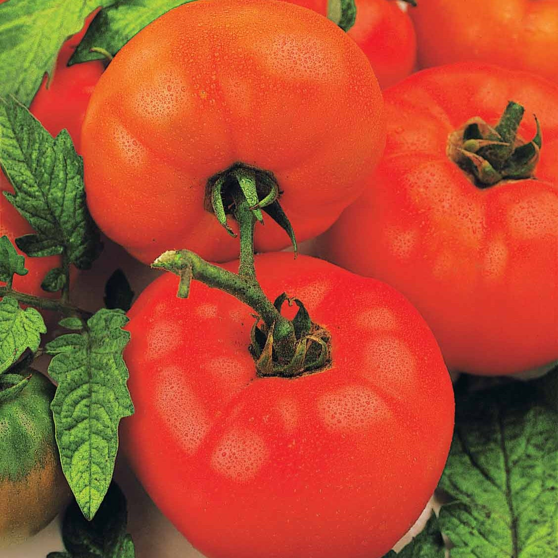 Collection de Tomates savoureuses - Collection 3 tomates savoureuses (coeur de boeuf, saint pierre, san m - Graines de fruits et légumes