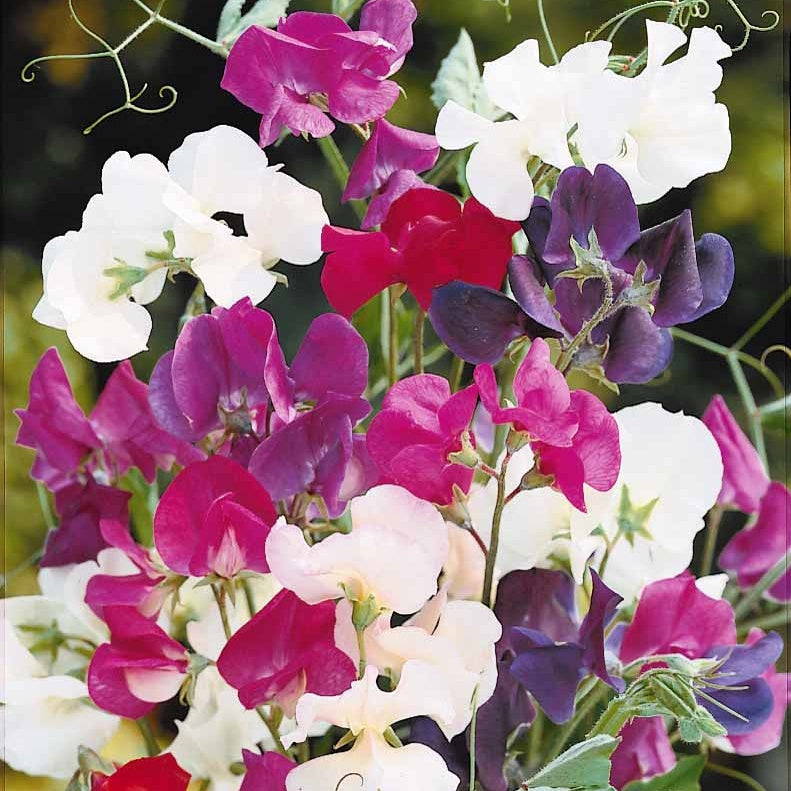 Collection de Pois de senteur - Lathyrus odoratus - Graines de fleurs