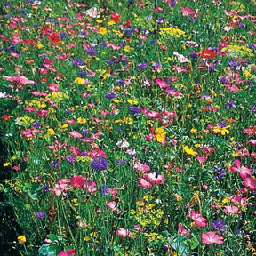 Fleurs des champs en mélange - Mélange fleurs des champs - Potager
