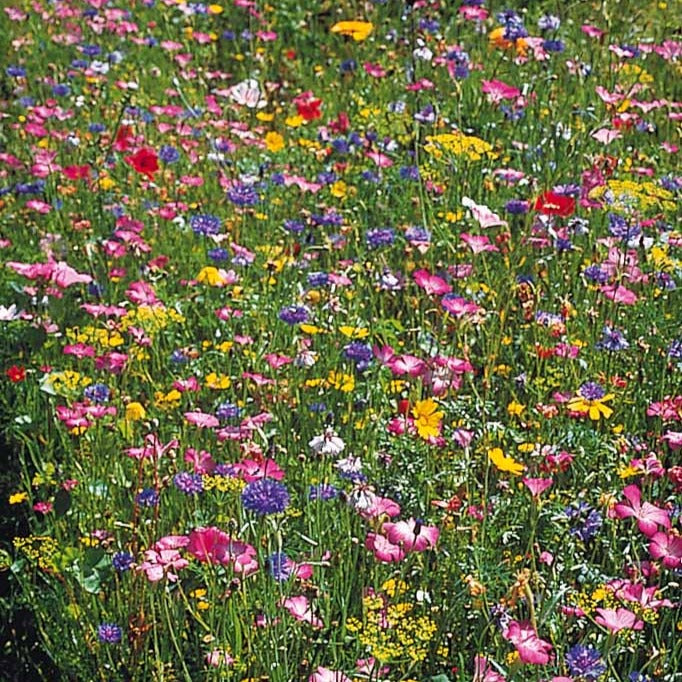 Fleurs des champs en mélange - Mélange fleurs des champs - Graines de fleurs