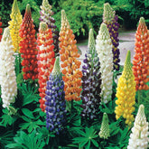Lupins en mélange - Lupinus hybrid russell - Potager