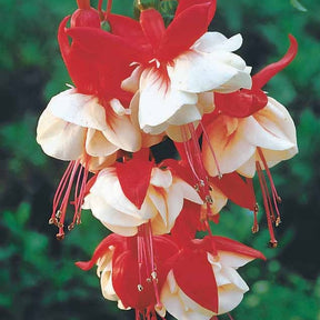 Vente 6 Fuchsias retombants en mélange - Fuchsia Bicentennial, Blue Angel, Swingtime