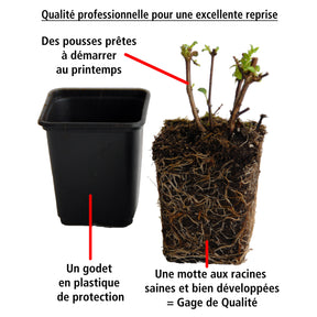 Vente 6 Fuchsias retombants en mélange