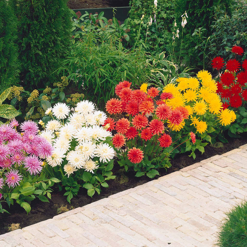 5 Dahlias Star en mélange